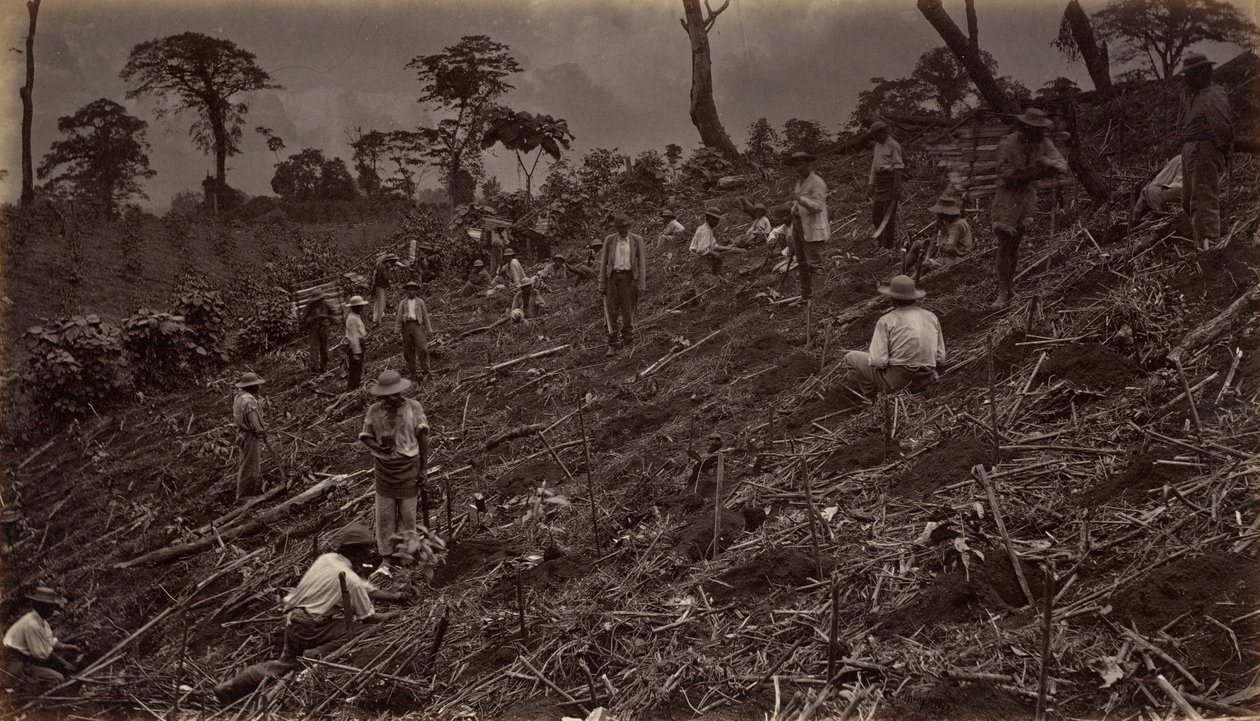 Setter ut en kaffeplantasje i Antigua de Guatemala, 1875, publisert 1877. av Eadweard Muybridge