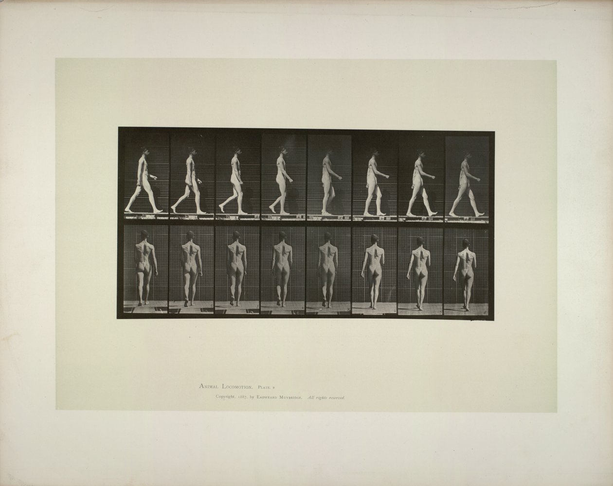 Dyrebevegelse: bekkenduk for menn, 1887. av Eadweard Muybridge