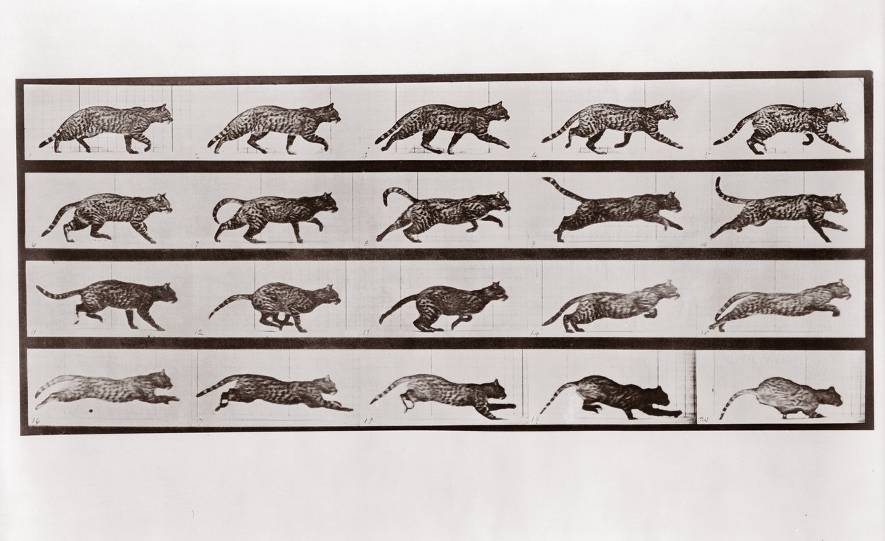 Cat Trav og galopp, Plate 717 fra Animal Locomotion, 1887 av Eadweard Muybridge