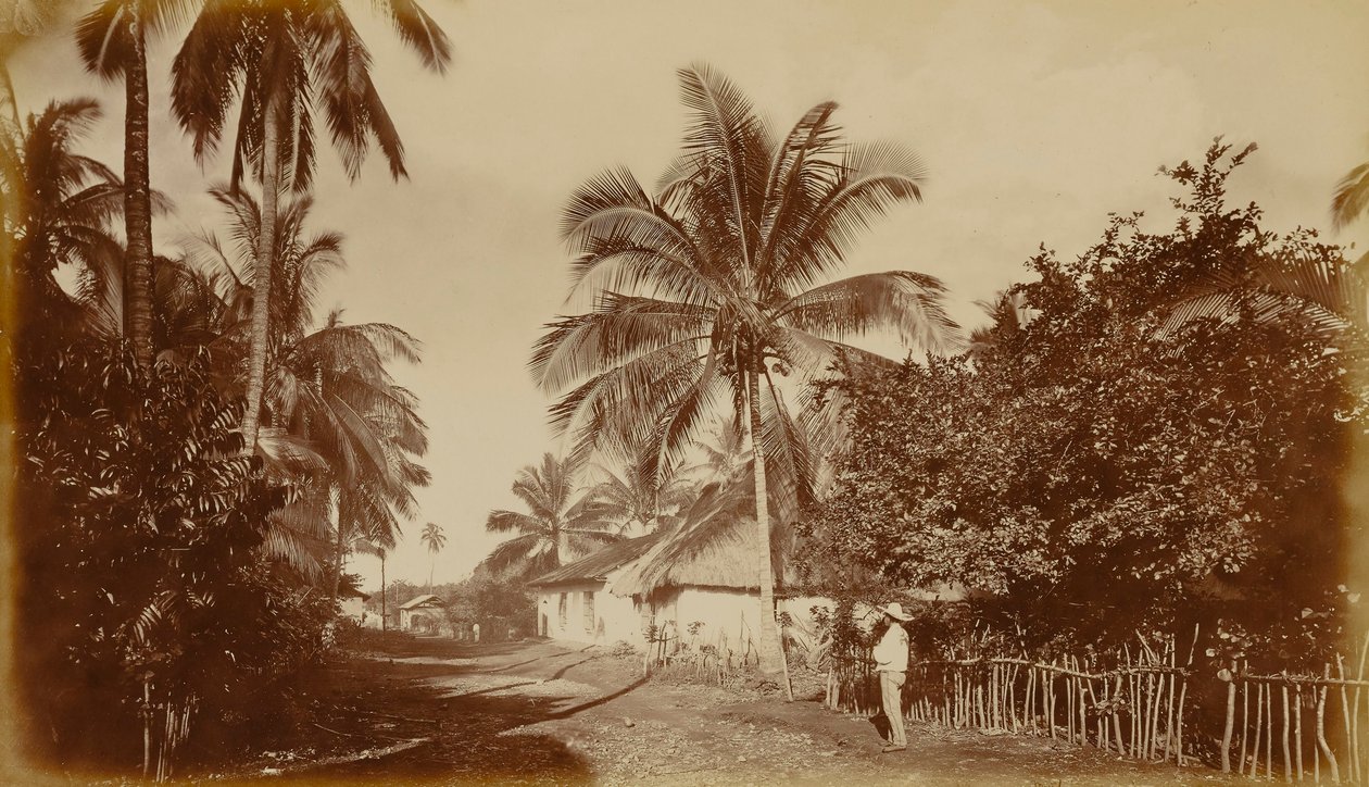 Kakaopalme - Retalhuleu, Guatemala av Eadweard Muybridge