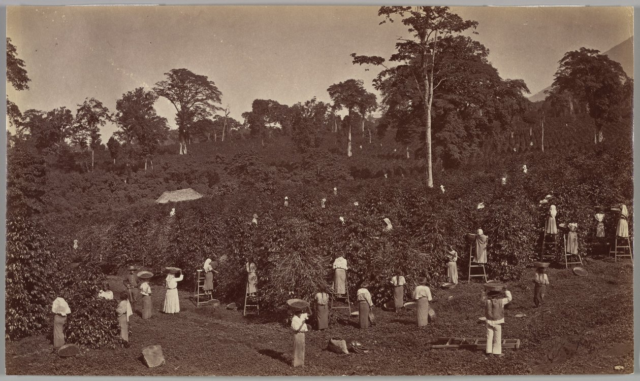 Kaffehøsting, Las Nubes, Guatemala av Eadweard Muybridge