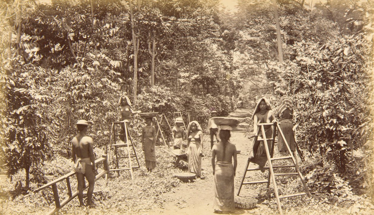 Kaffehøsting i San Isidro - høyde 1000 fot, Guatemala av Eadweard Muybridge