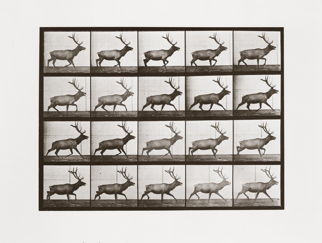 Elg, plate 692 fra Animal Locomotion, 1887 av Eadweard Muybridge