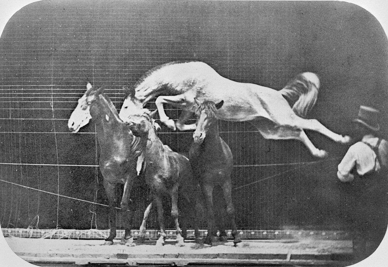 Hopper over tre hester...kastanjehest Hornet, fra 