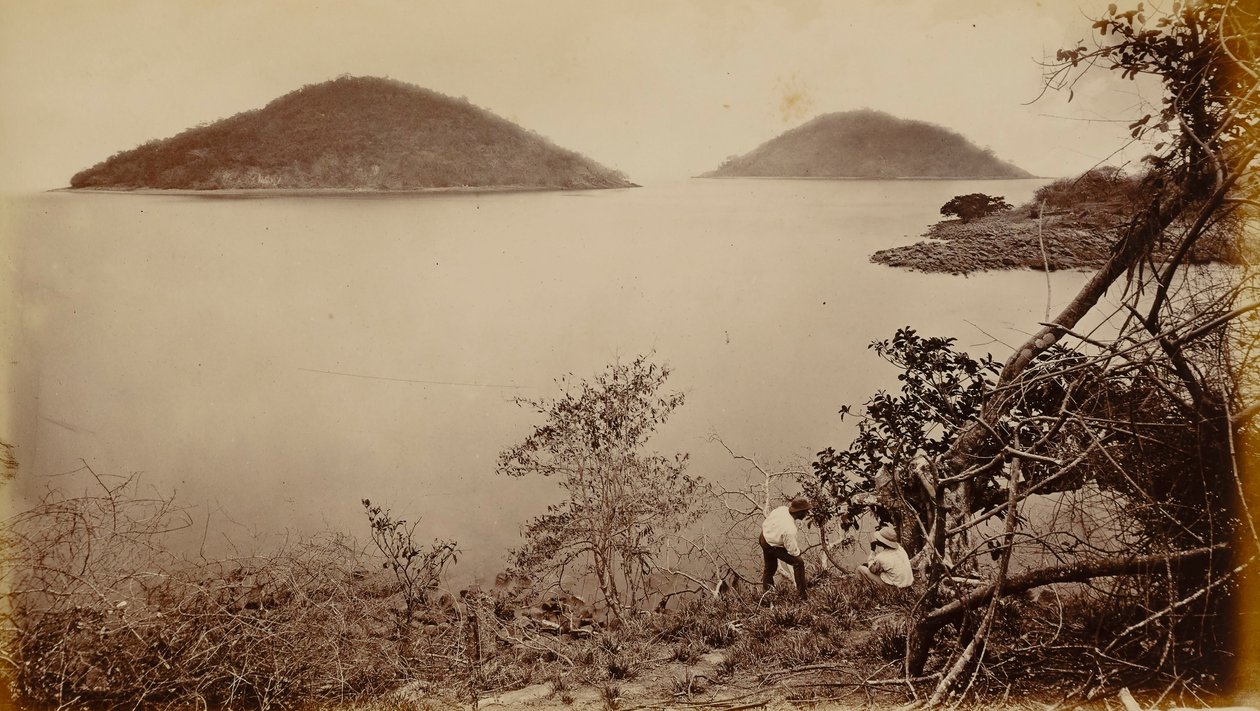 Perico og Flamenco - fra øya Naos, Panama av Eadweard Muybridge
