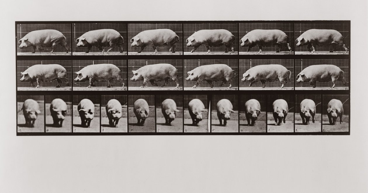 Grisevandring, plate 673 fra Animal Locomotion, 1887 av Eadweard Muybridge