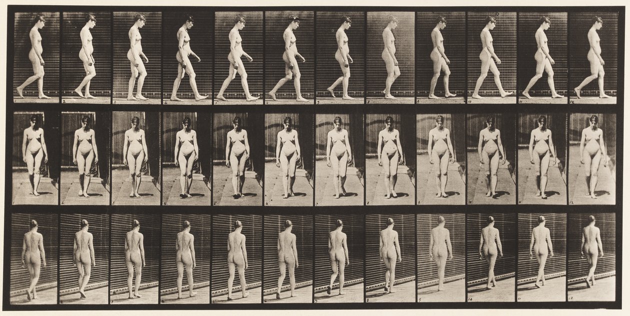 Plate 13. Vandrende, 1872-1885 av Eadweard Muybridge