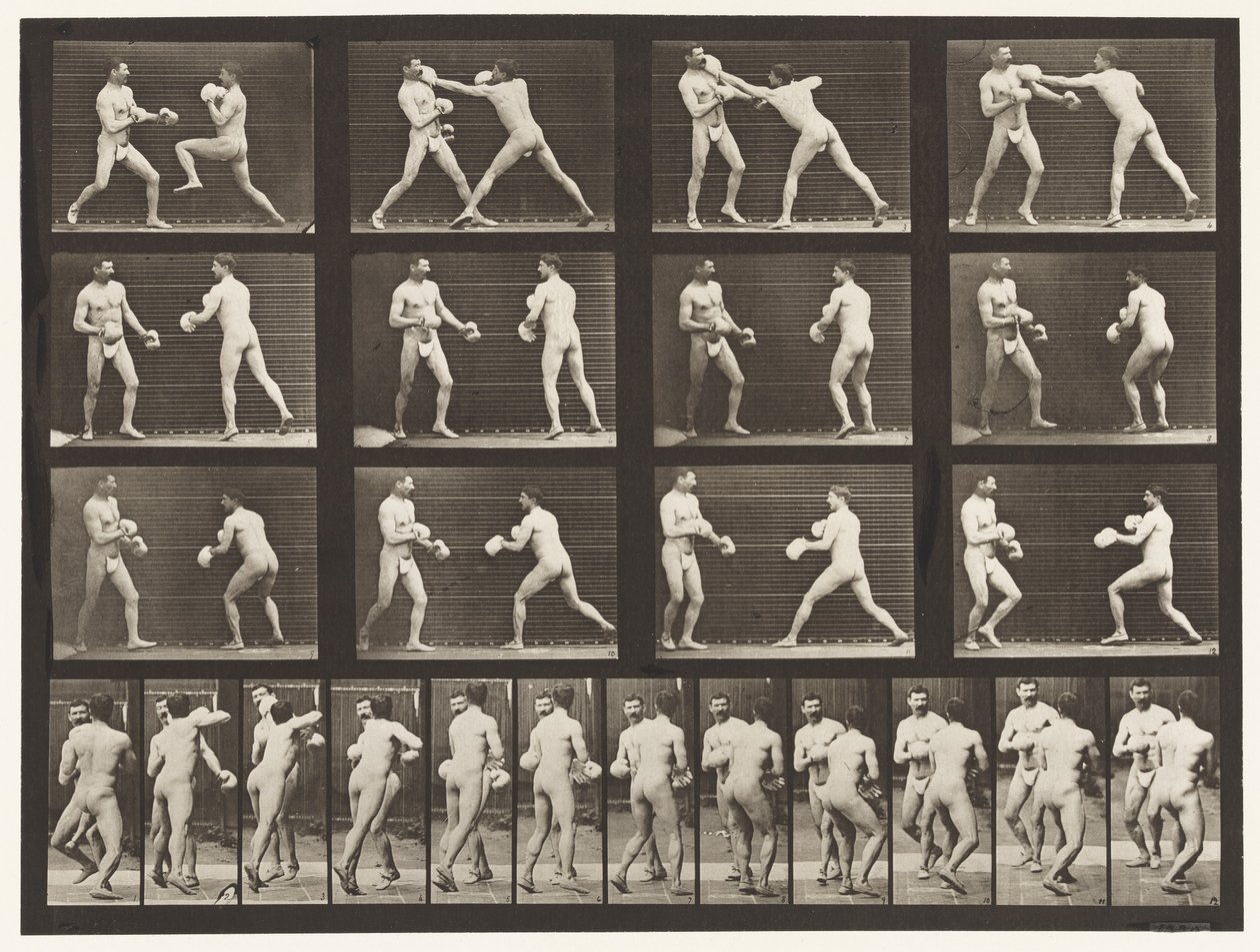 Plate 335. Boksing; Med hansker av Eadweard Muybridge