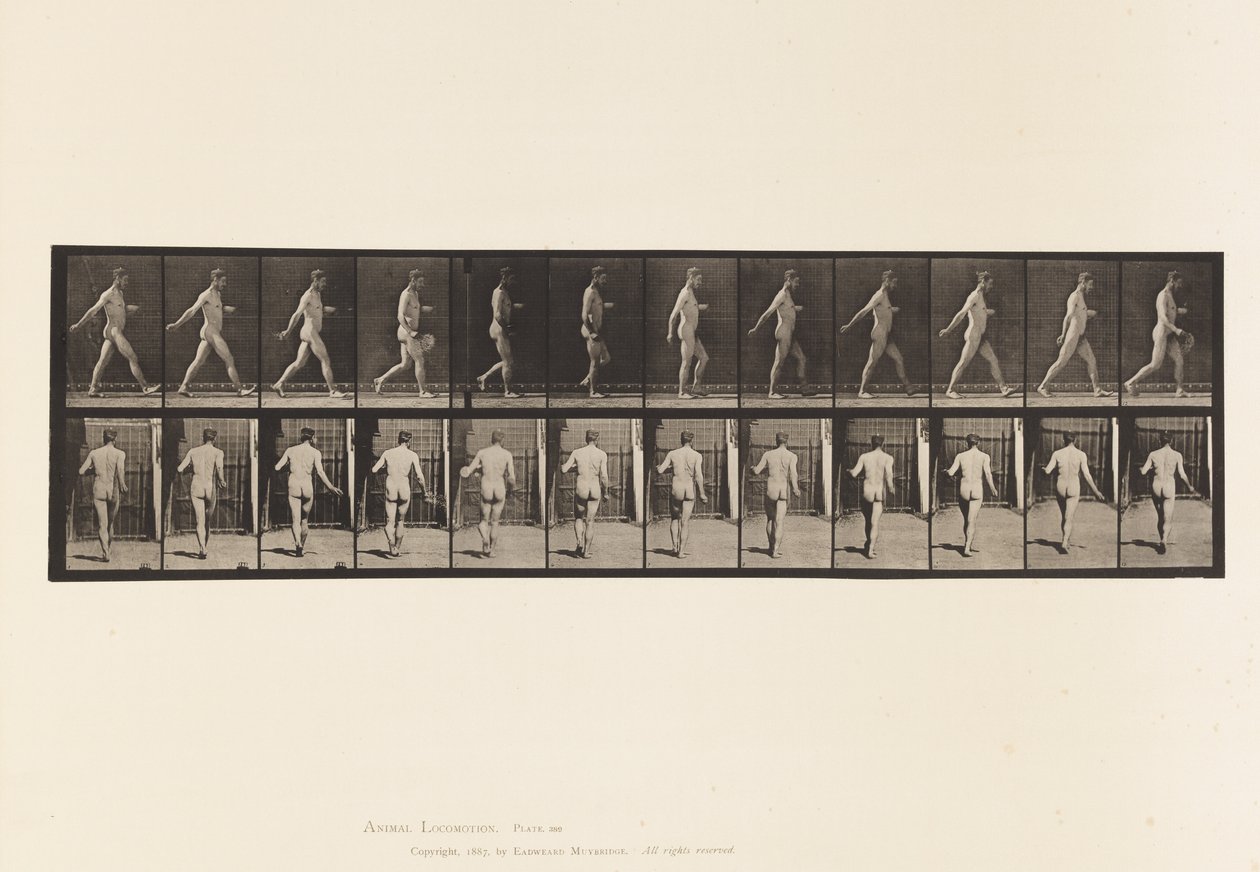 Plate 389. Bonde, spredefrø, 1872-1885 av Eadweard Muybridge