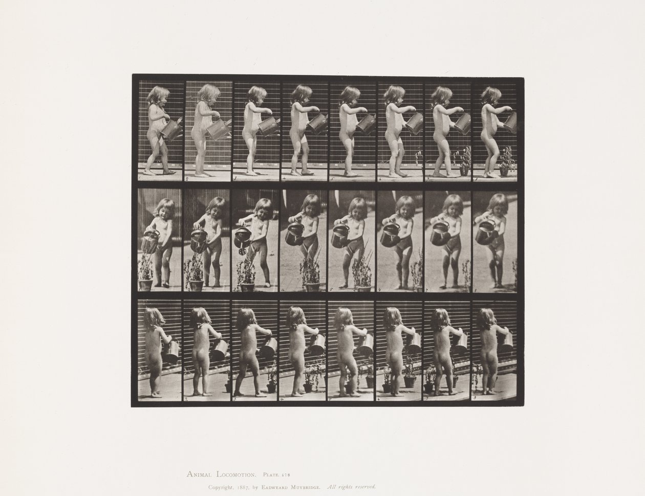 Tallerken 478. Barn, dryss vann over noen blomster, 1885 av Eadweard Muybridge