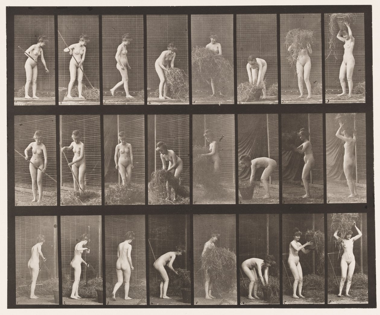 Plate 499. Raking og pakking av høy, 1872-1885 av Eadweard Muybridge