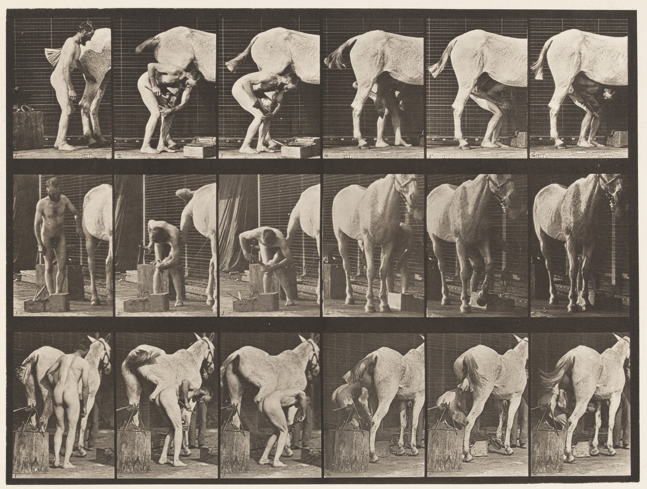 Plate 509. Skoe en hest av Eadweard Muybridge