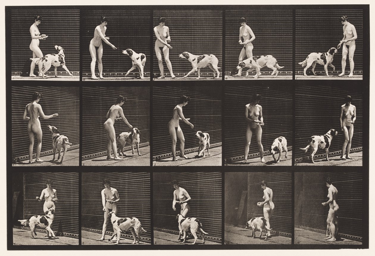 Tallerken 514. Mate en hund av Eadweard Muybridge