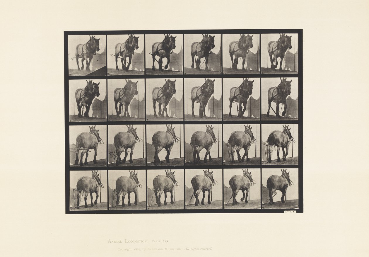Plate 564.Hauling; Brudd tømmerkjede; Mørkegrå belgisk hest Dusel av Eadweard Muybridge