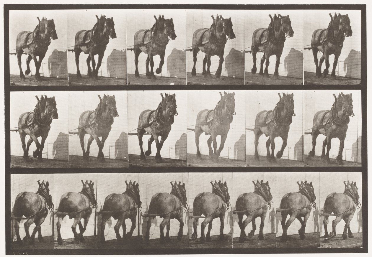 Plate 566.Hauling;Mørkegrå belgisk hest Dusel, 1885 av Eadweard Muybridge