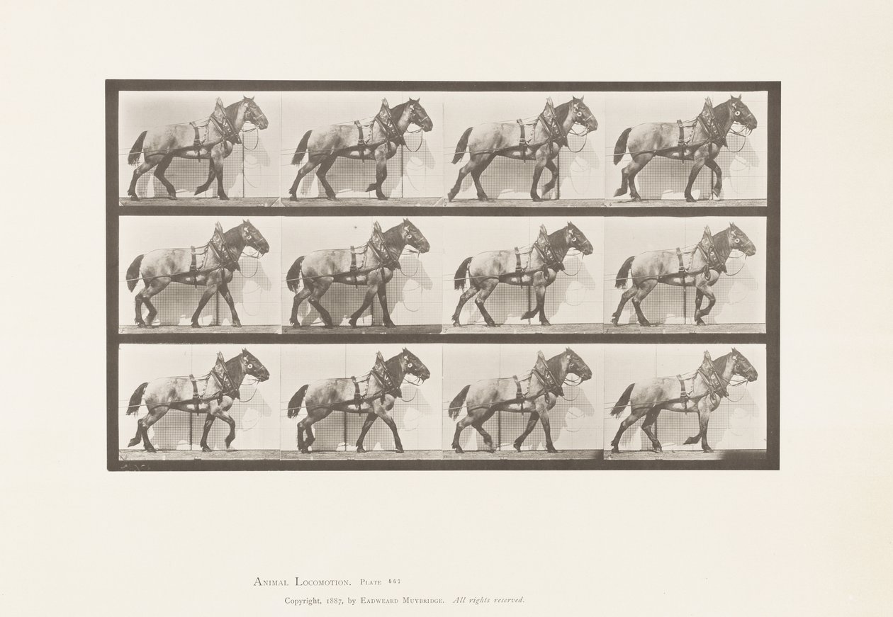 Plate 567.Hauling;Dark-Gray Belgian Horse Billy, 1885 av Eadweard Muybridge
