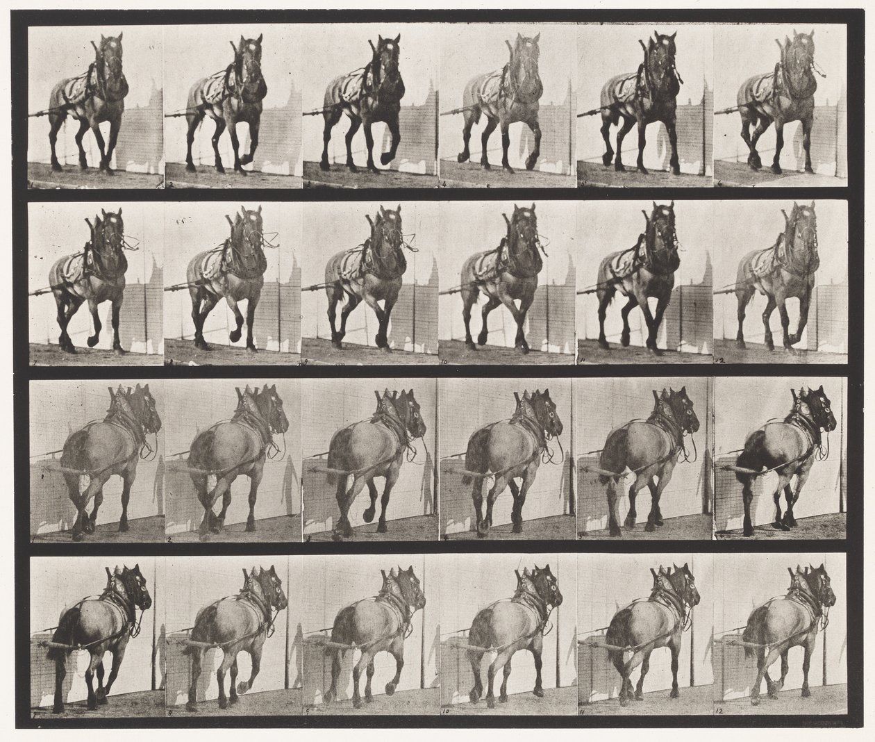 Plate 568. Hauling;Mørkegrå belgisk hest Billy av Eadweard Muybridge