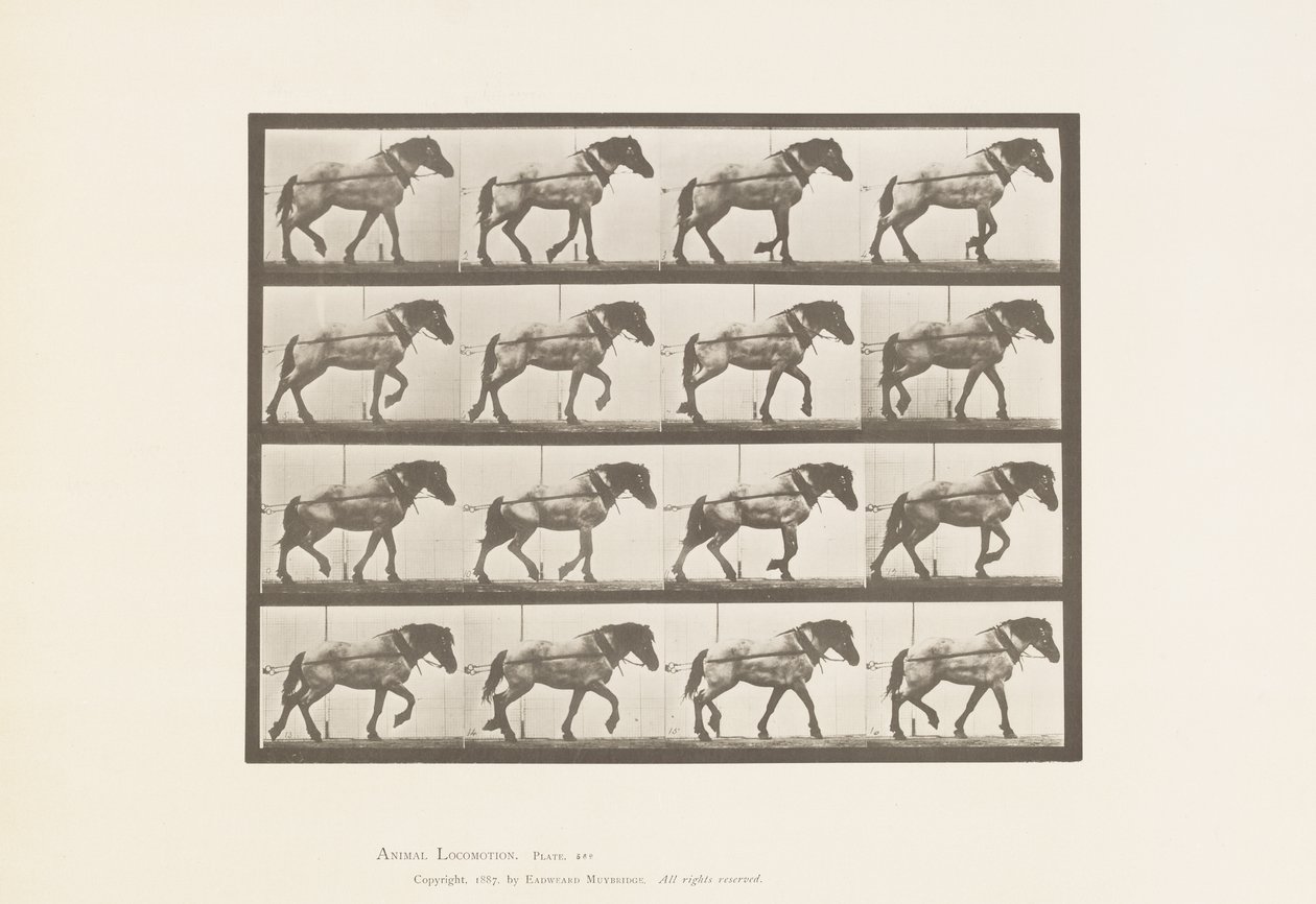 Plate 569.Hauling;Mørkegrå belgisk hest Hansel, 1885 av Eadweard Muybridge