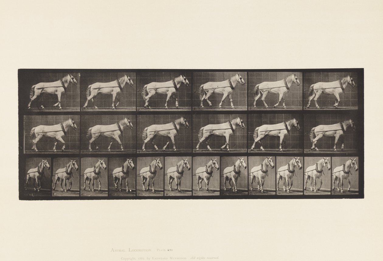 Plate 571.Hauling;Lysgrå Mare Johnson, 1885 av Eadweard Muybridge
