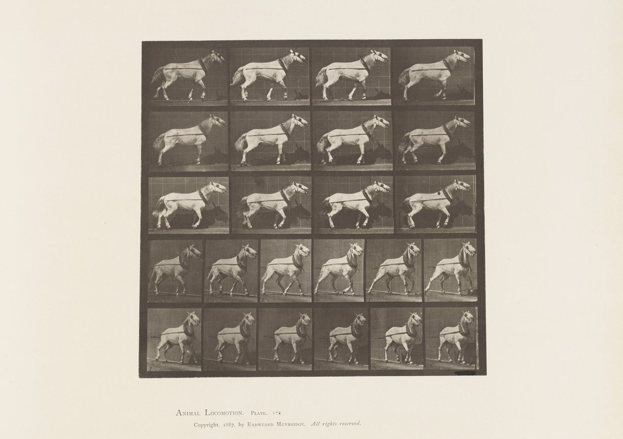 Plate 572.Hauling; Hodet blir trukket; Lys grå hoppe, 1885 av Eadweard Muybridge