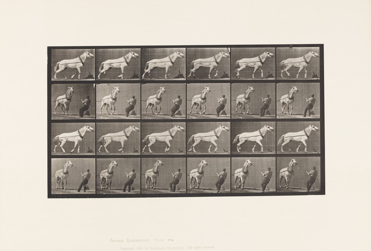 Plate 573. Hauling; Mann trekker i hodet; Lysgrå hoppe, 1885 av Eadweard Muybridge