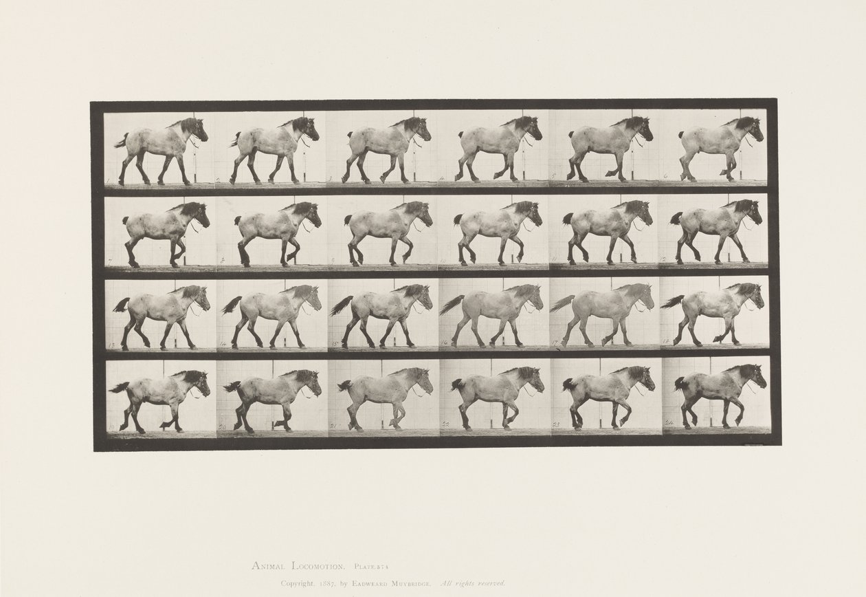 Plate 574.Gå; Gratis; Mørk-grå belgisk hest Hansel, 1885 av Eadweard Muybridge