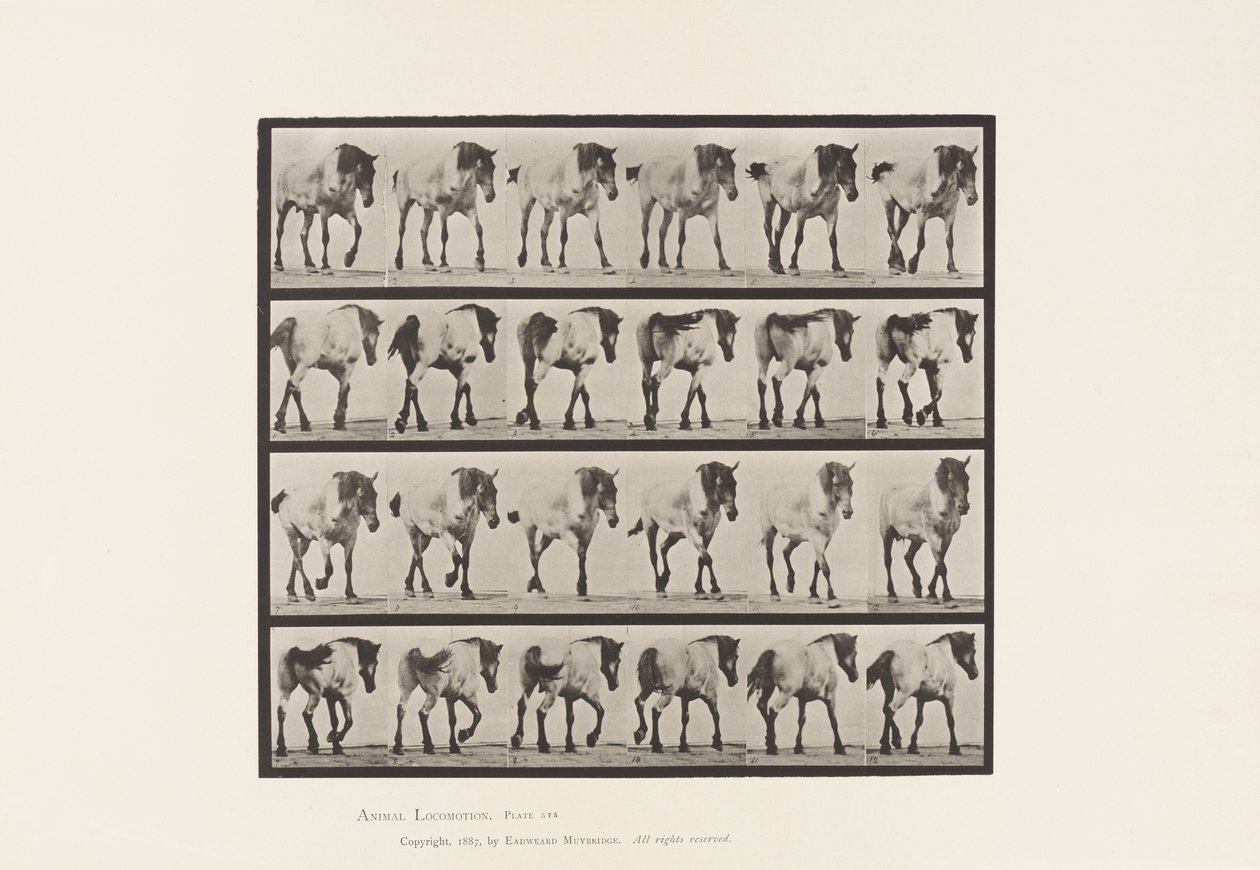 Plate 575.Gå; Gratis; Mørk-grå belgisk hest Hansel, 1885 av Eadweard Muybridge
