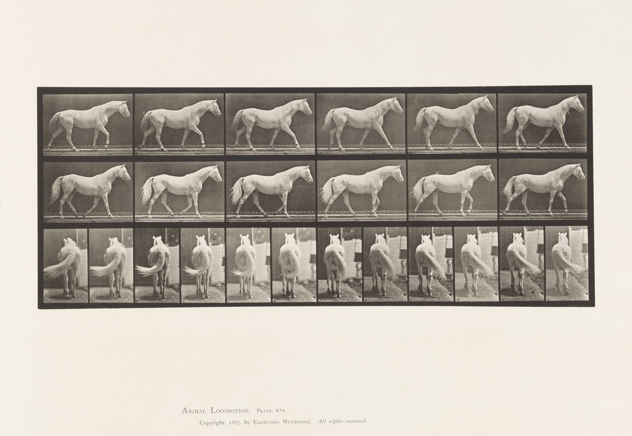 Plate 576. Gående; Gratis; Lysgrå hesteørn av Eadweard Muybridge