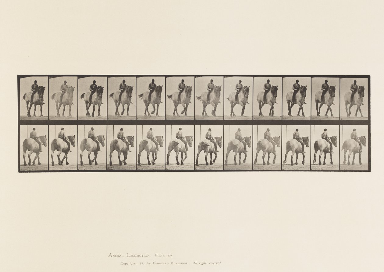 Plate 578.Gå; Bar rygg; Mørk-grå belgisk hest Dusel av Eadweard Muybridge