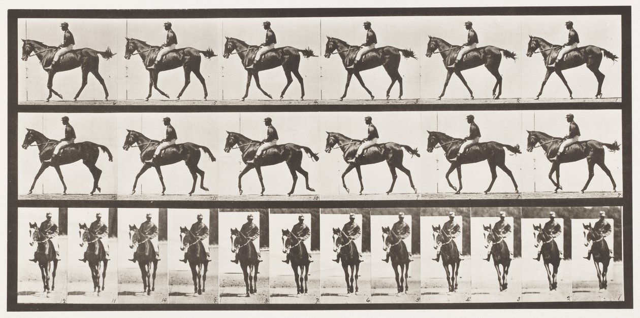 Plate 580.Gå; Sal; Fullblodsbukkhoppe Annie G., 1885 av Eadweard Muybridge