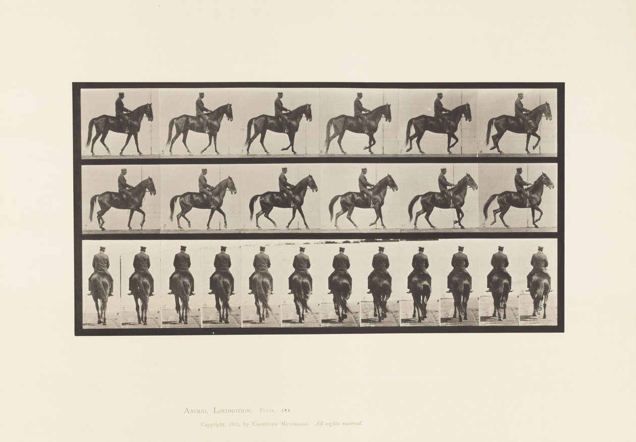 Plate 584.Gå; Sal; Uregelmessig; Brown Mare Beauty, 1885 av Eadweard Muybridge