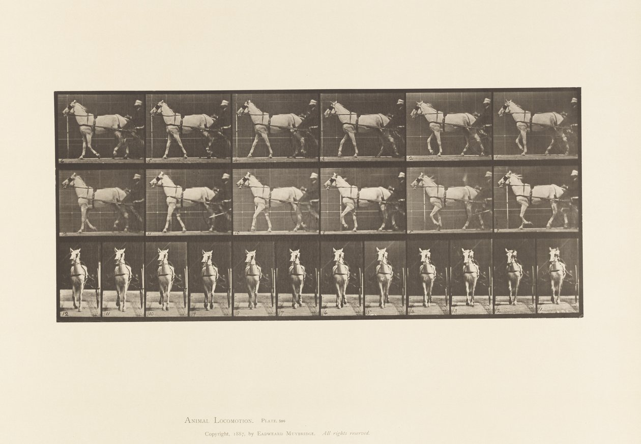 Plate 586.Gå; Sulky; Lys grå hoppe, Katydid, 1885 av Eadweard Muybridge