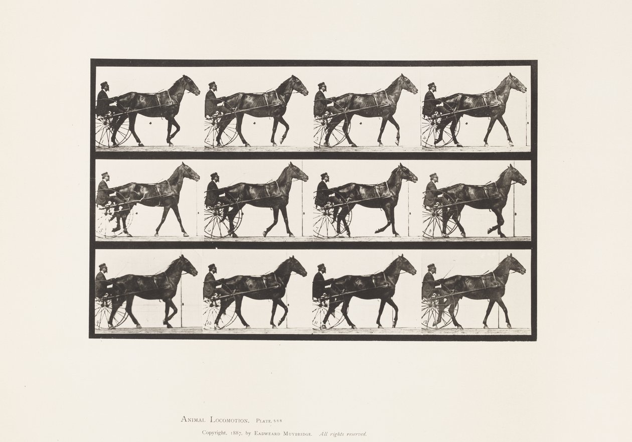 Plate 588.Gå; Sulky; Bay Horse Reuben, 1885 av Eadweard Muybridge