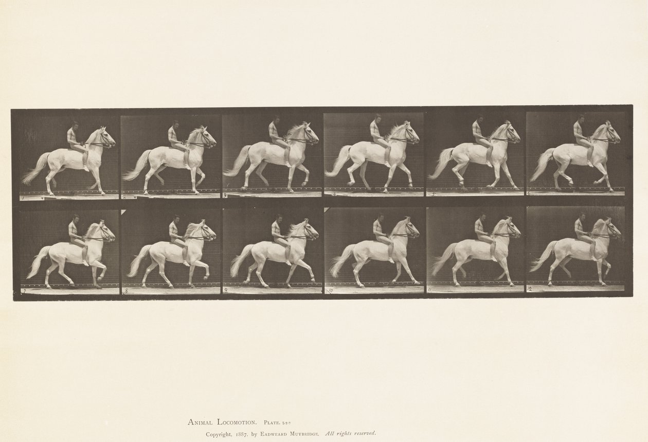 Plate 590.Ambling av Eadweard Muybridge