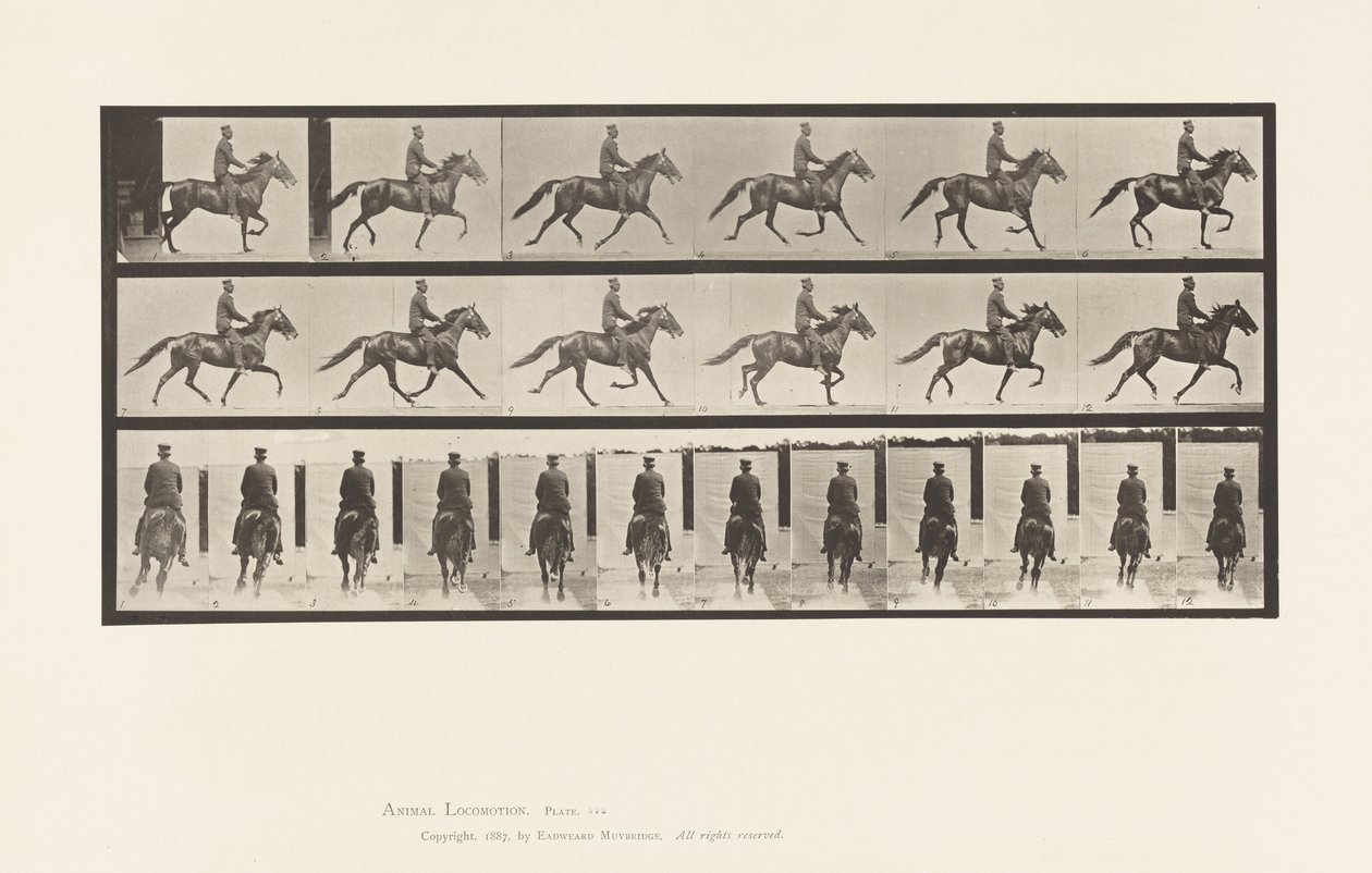 Plate 592. Rocking (Pacing): Sal; Brun hest Pronto av Eadweard Muybridge