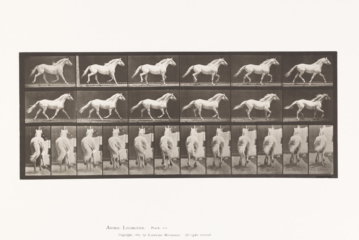 Plate 596. Trav; Gratis; Lysgrå hesteørn av Eadweard Muybridge