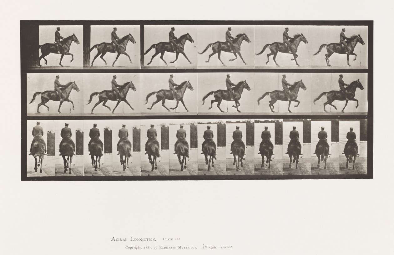 Plate 601. Trav; Sal; Brown Mare Beauty av Eadweard Muybridge