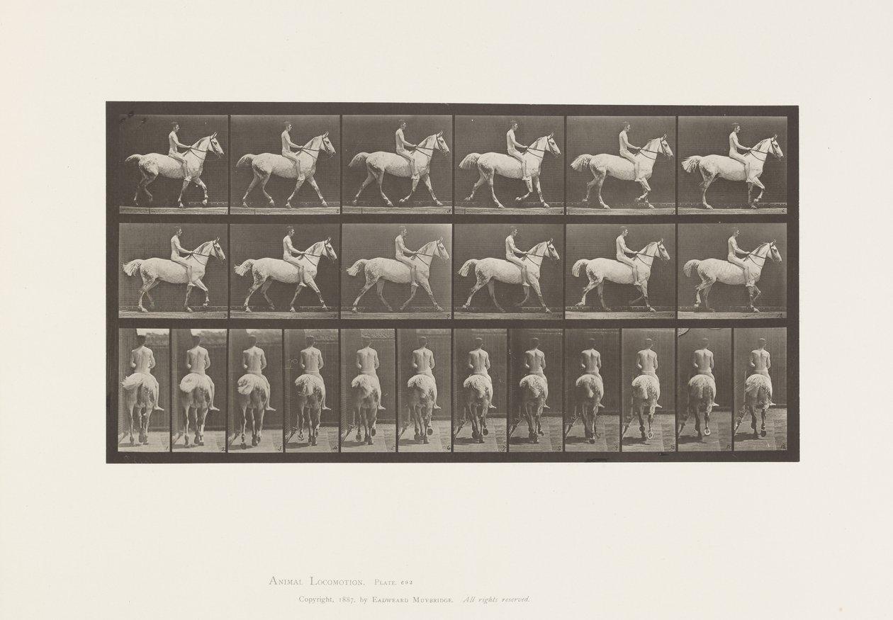 Plate 602.Trav;Bareback; Rytter, 43, naken; lysgrå hest Smith, 1885 av Eadweard Muybridge