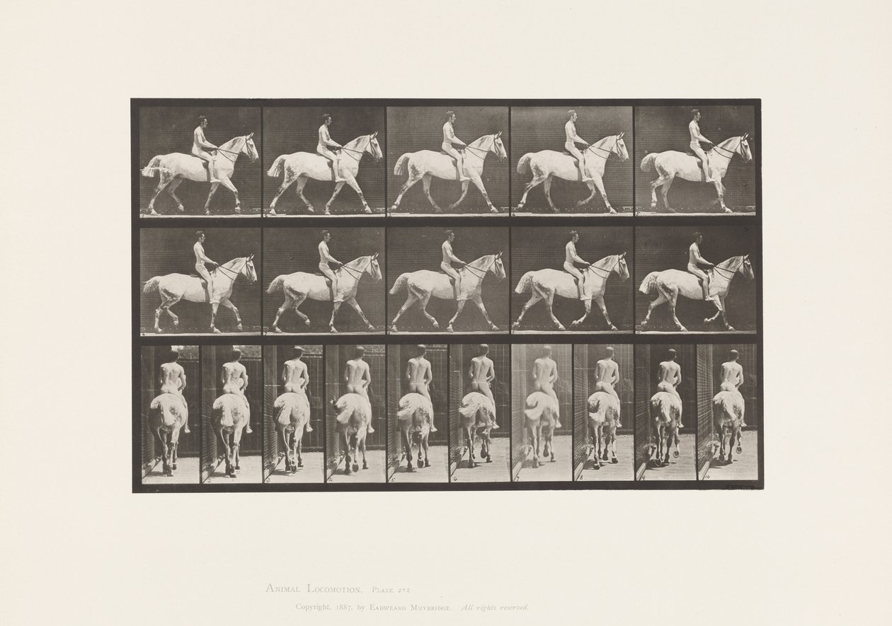Plate 603. Trav; Sal; Ride, 43, bred, lysegrå hest Smith av Eadweard Muybridge
