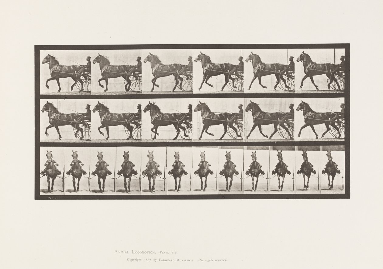 Plate 612. Trav; Sulky; Bay Horse, Dereumd av Eadweard Muybridge