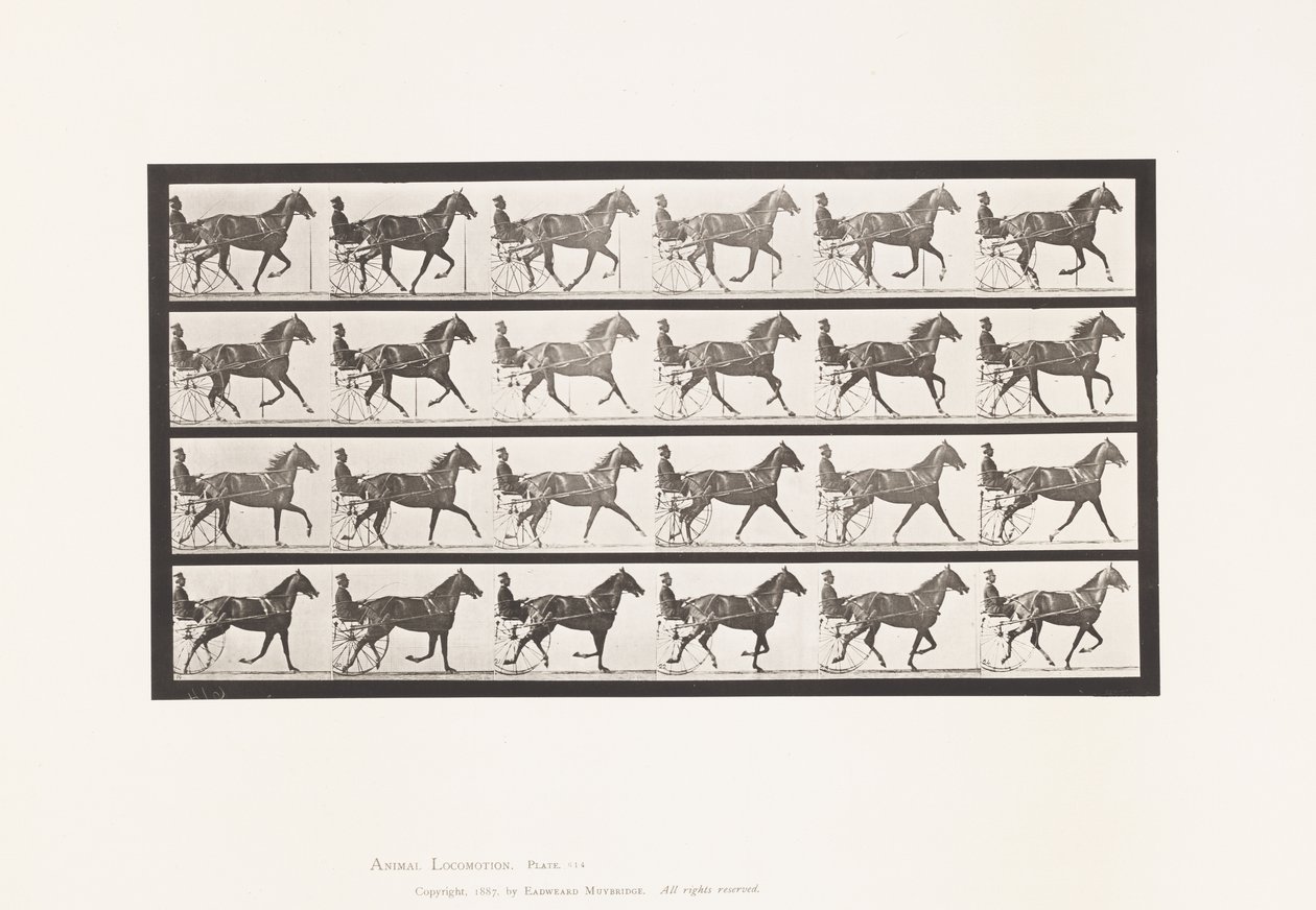 Plate 614. Trav; Bryte til galopp; Sorrel Mare Flode Holden av Eadweard Muybridge