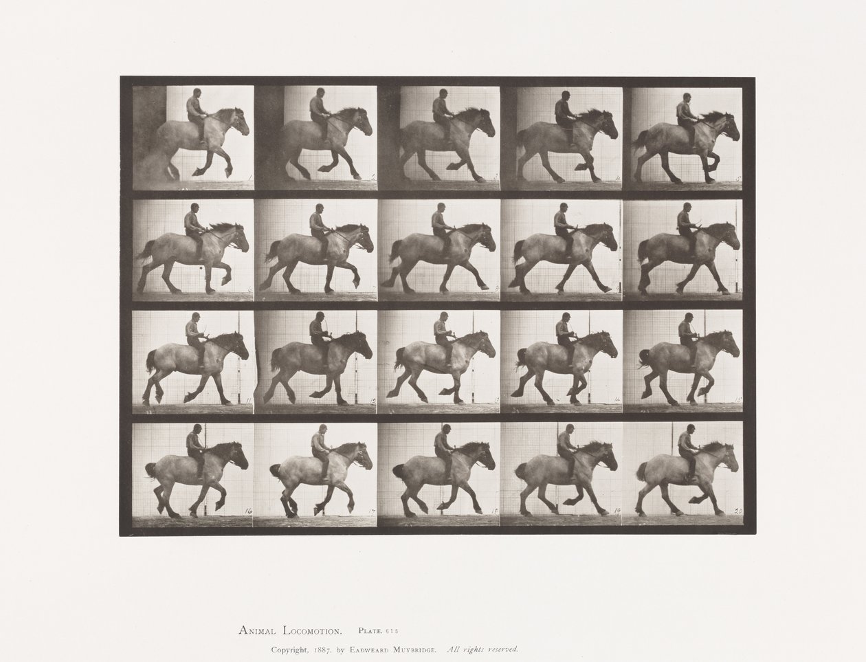 Tallerken 615. Galopp: Barrygg; Mørkegrå belgisk hest Hansel av Eadweard Muybridge