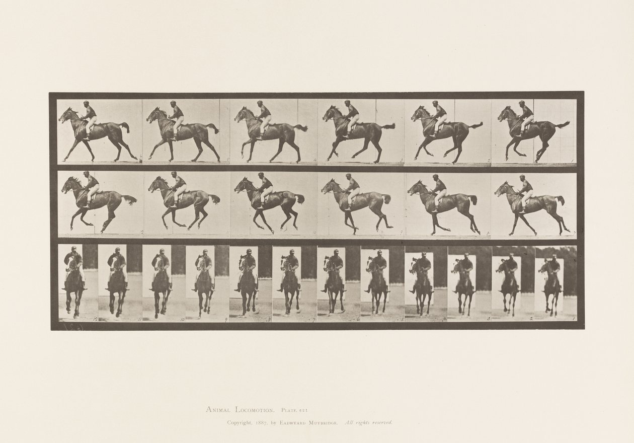 Plate 621. Galopp; Sal; Fullblods Bay Mare Annie 6 av Eadweard Muybridge