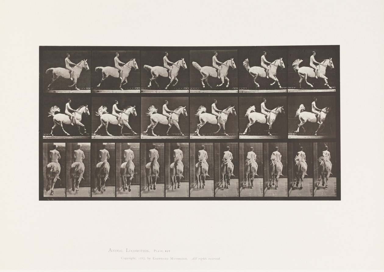 Plate 622. Galopp; Sal; Rytter, 43, naken; grå hest Smith, 1885 av Eadweard Muybridge