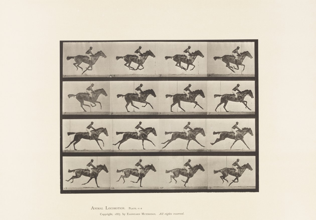 Plate 626. Galopp; Fullblods Bay Mare Annie G. av Eadweard Muybridge