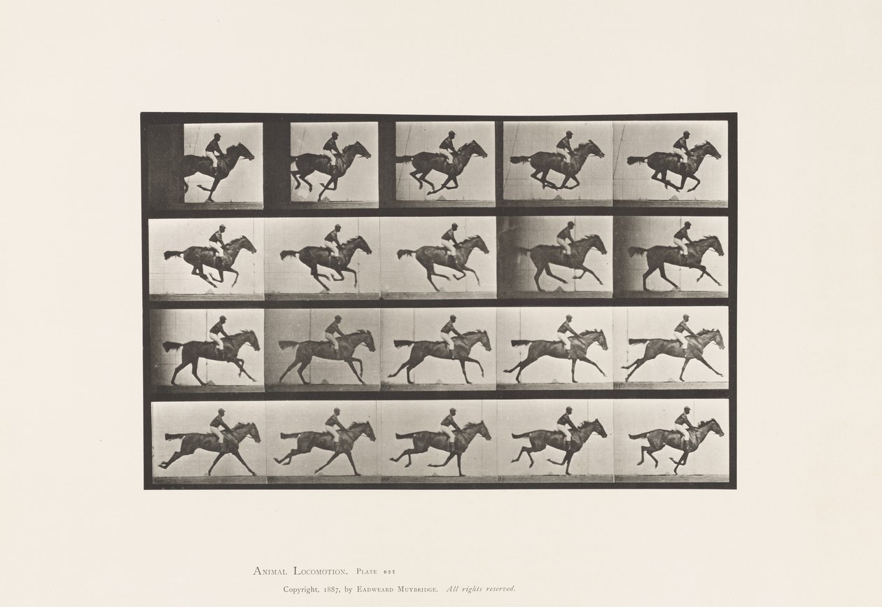 Plate 627. Galopp; Fullblods Bay Mare Annie G. av Eadweard Muybridge