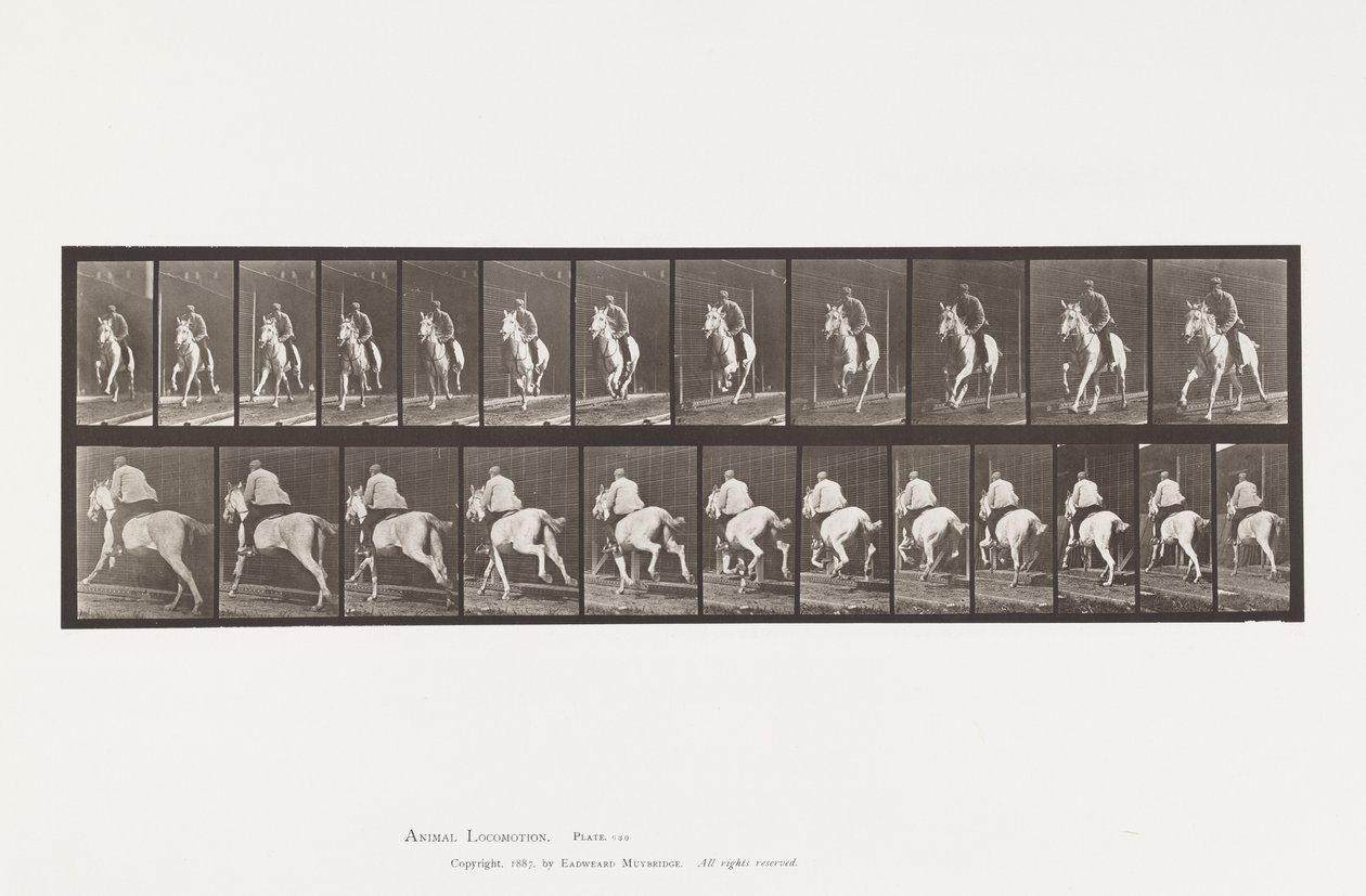 Tallerken 630. Galopp; Sal; Grå Mare Pandora av Eadweard Muybridge