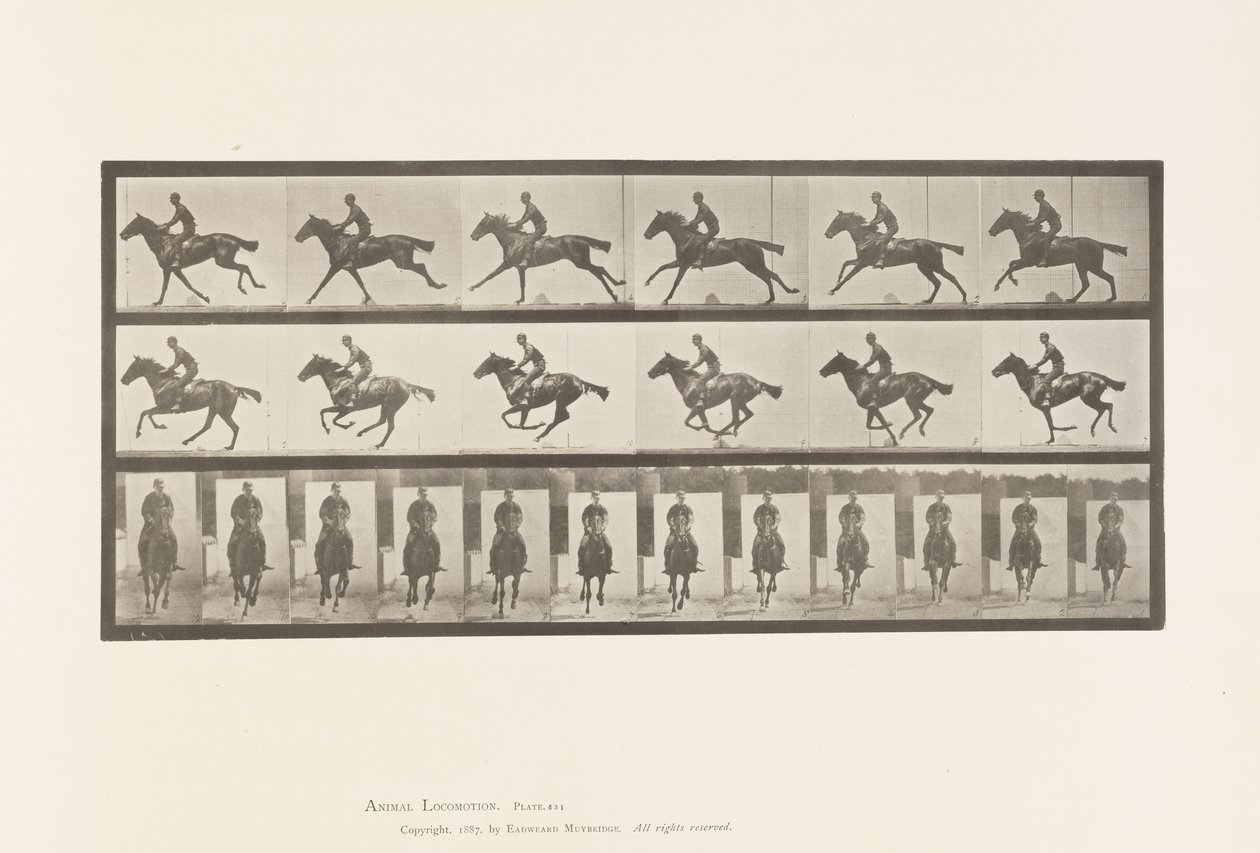 Plate 631. Galopp; Sal; Fullblods Bay-hestebukett av Eadweard Muybridge