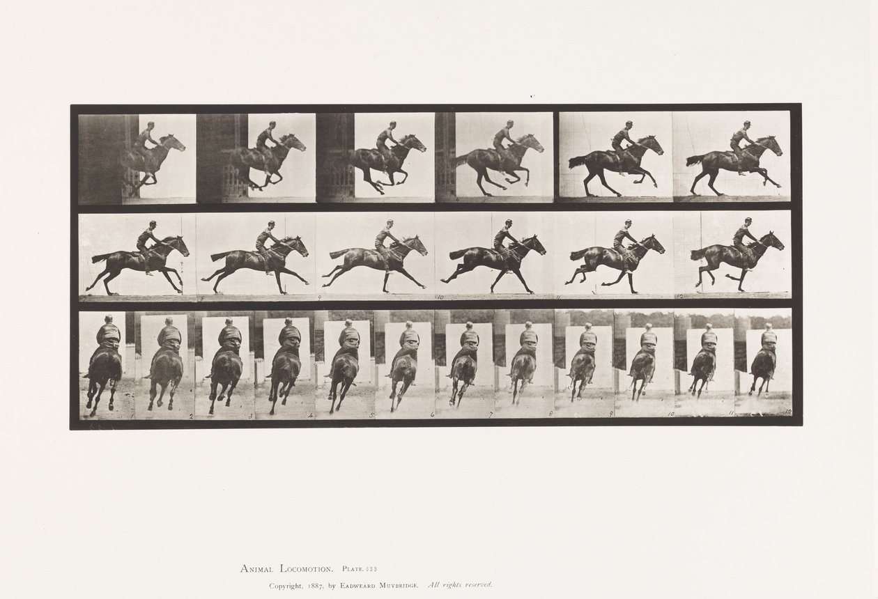 Plate 633. Galopp; Sal; Fullblods Bay-hestebukett av Eadweard Muybridge