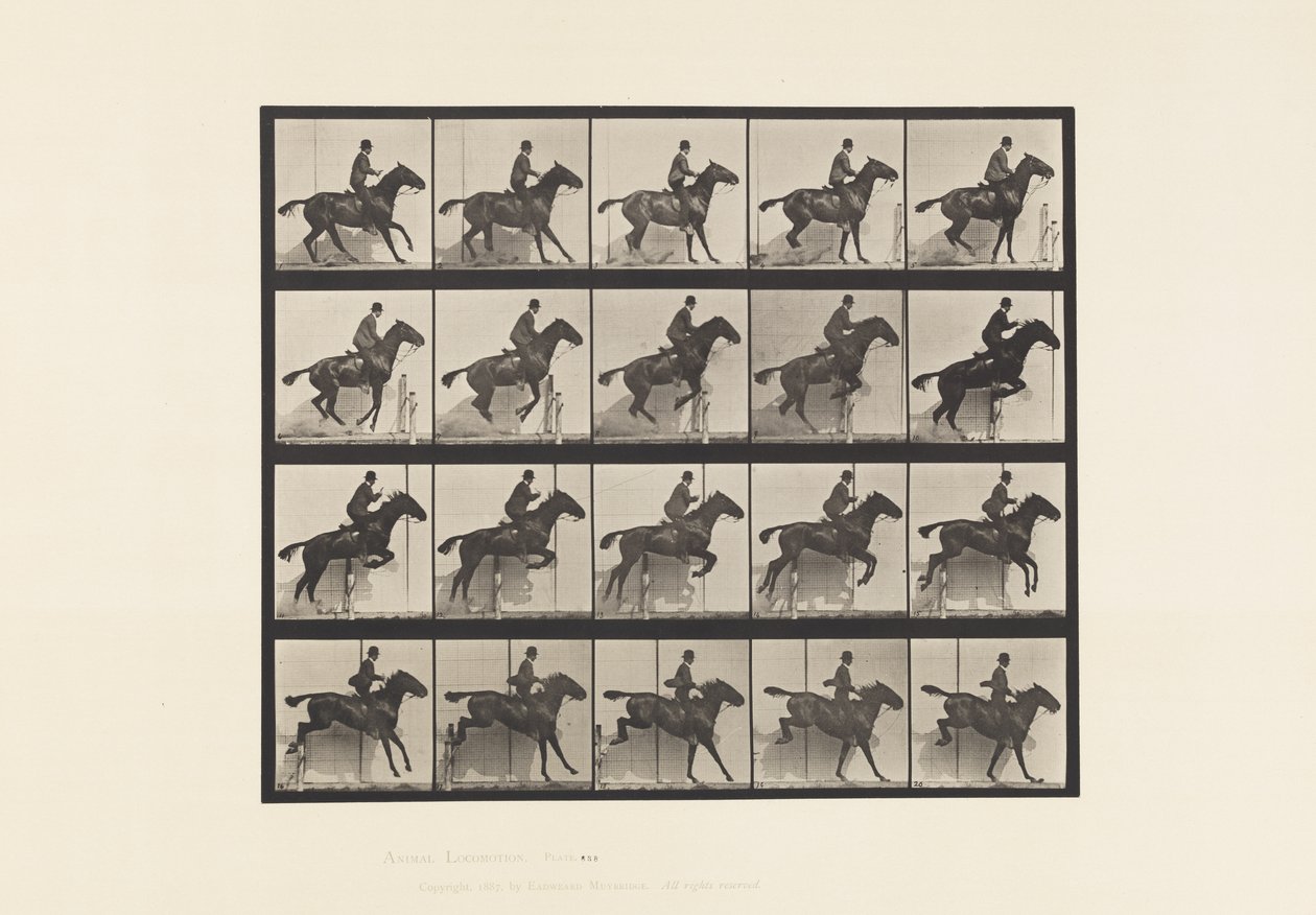 Plate 638. Hoppe et hinder; Sal; Bay Horse Daisy av Eadweard Muybridge